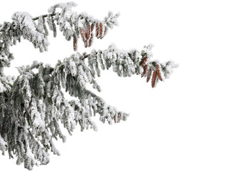 Wall Mural - branches with cones of christmas tree ( spruce ) covered of hoarfrost and snow in winter on a white 