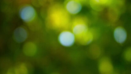 Wall Mural - bright defocus abstract background with blurred green foliage, between which sunlight breaks through