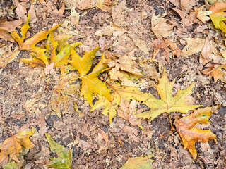 Wall Mural - view of yellow fallen leaves on street in autumn