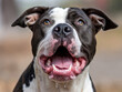 © Leonardo - Primer plano de un perro pitbull ladrando con el hocico abierto