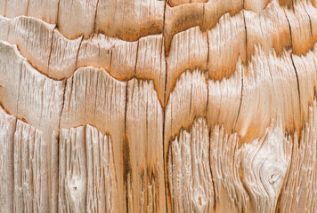 Textured bark of a Chinese red birch, Betula albosinensis