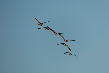 Wall Mural - Five geese soar against a pale blue sky.  Birds in flight, clear sky.