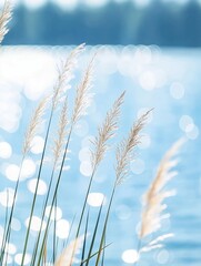 Wall Mural - tall grass sways gently near sparkling endless lake. summer vibe. nature scene. copy space. ideal fo