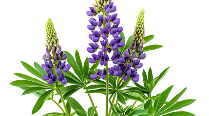 Wall Mural - Lupinus polyphyllus purple flowers and green leaves in a floral summer arrangement isolated on white or transparent background