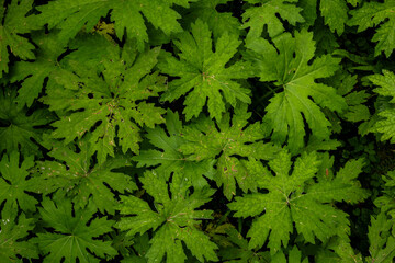 Wall Mural - Dark Shadows Fall Under The Bright Green Leaves Of Arctic Sweet Coltsfoot