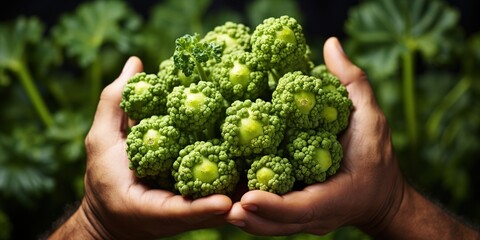 Wall Mural - hand holding broccoli