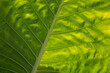 © waranyu - green leaves wall background, leaf wall nature background