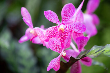 Sticker - Beautiful pink orchids in the garden. Selective focus.