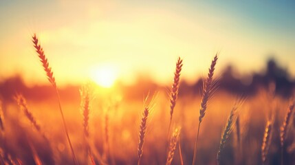 Wall Mural - Golden wheat sways gently in the breeze as warm sunset light casts a stunning glow over the horizon and the surrounding landscape