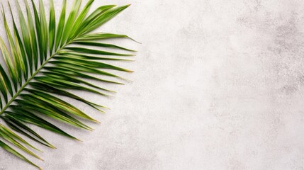 Wall Mural - A vibrant tropical palm leaf lies on a bright gray background, highlighting its intricate texture and lush green hues beautifully