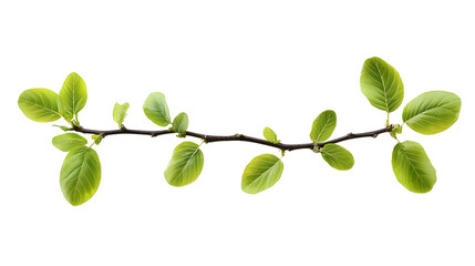 Wall Mural - twig with spring green leaves isolated on white or transparent background
