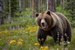 © lilusagi - a grizzly bear is standing in a forest with wildflowers in the background as spring season are begin