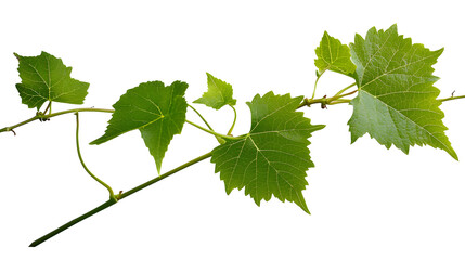 Wall Mural - grape branch . vine with green fresh leaves and tendrils. grapevine. on transparent, png. green leaf
