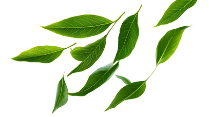 Wall Mural - green leaves fly with a gust of wind. green leaves wave. leaf falling. vegan, eco, organic design el