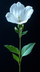 Wall Mural - Single white bellflower on a white background 