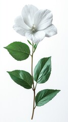 Wall Mural - Single white bellflower on a white background 