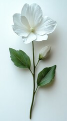Wall Mural - Single white bellflower on a white background 