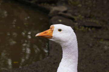 Wall Mural - a white goose poses elegantly with its neck extended by a tranquil pond.