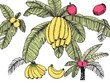 © Chalermrach - Hand drawn collection of bananas tree, ripe bunch, and tropical fruit vector set with palms foliage and leaves sketch, foliage, sketch