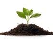 © Hrms - A vibrant green sapling growing from soil, isolated on a white background, symbolizing sustainability and growth, no people