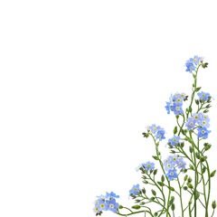 Wall Mural - Blue forget-me-not flowers in a corner floral arrangement isolated on white or translated background