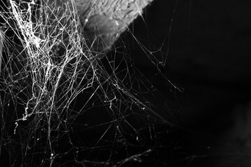 Wall Mural - spider web on a dark background