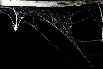 Wall Mural - spider web on a dark background