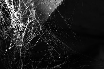 Wall Mural - spider web on a dark background