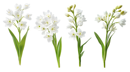 Wall Mural - set of white ornithogalum flowers and arrangements isolated on white or transparent background