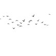 © Pixel Perfect by abd - flock of birds png image