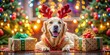 © Four888 - A Festive Golden Retriever in Antlers Relaxing on a Gift Surrounded by Christmas Decorations and Presents for a Joyous Holiday Atmosphere