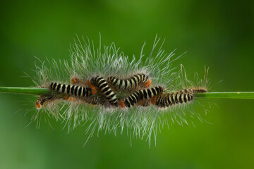 Wall Mural - group of striped green and black caterpillar, gathering on a plant stick, with natural green background