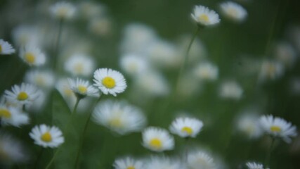 Wall Mural - Daisies flowers #2