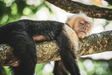 Wall Mural - capuchin monkey sleeping on tree branch