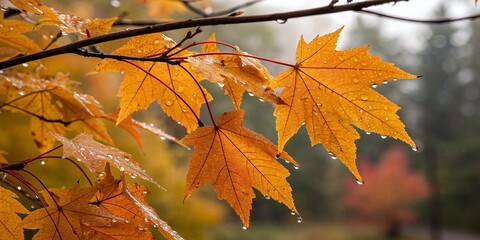 Wall Mural - Captivating Double Exposure of Rain Drops on Vibrant Orange-Yellow Maple Leaves, Showcasing the Essence of Autumn in Nature's Breathtaking October Landscape