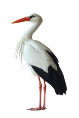 Side view of a standing white and black stork isolated on a cutout PNG transparent background