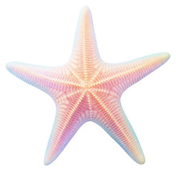 Wall Mural - PNG Star fish starfish white background invertebrate.