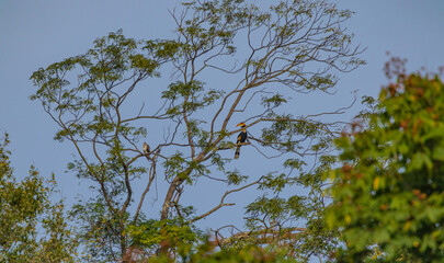 Beautiful Great hornbill ,Big bird in nature