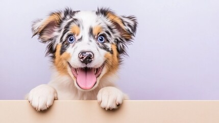 Wall Mural - A cheerful puppy with blue eyes and a unique coat peeks over a surface, exuding joy and playfulness.