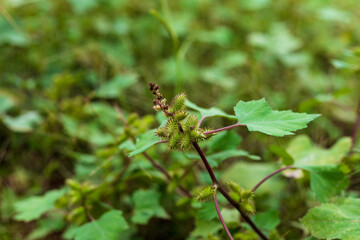 Wild Chinese herbal medicine Xanthium plant