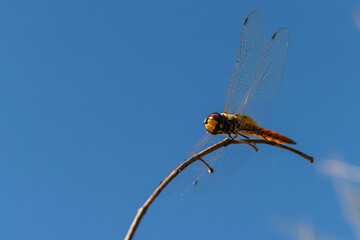 Wall Mural - Dragonfly on a branch