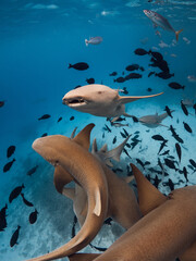 Wall Mural - Nurse sharks swims underwater in blue sea at Maldives.