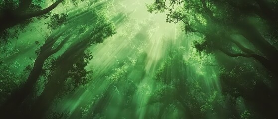 Canvas Print - Cinematic mood Concept. Lush green forest canopy with sunlight streaming through the leaves, creating a tranquil and serene atmosphere.