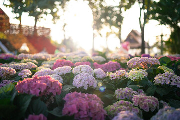 Wall Mural - hydrangea flowers in the garden with morning sunlight, stock photo