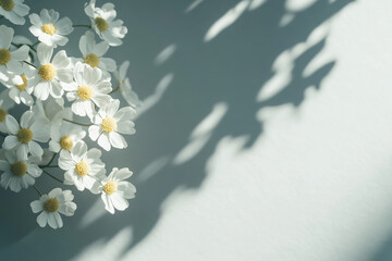 Wall Mural - A close-up of white daisies casting delicate shadows on a light surface.