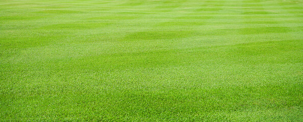 Wall Mural - green meadow grass field from outdoor park