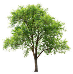 Wall Mural - png lush green tree on white
