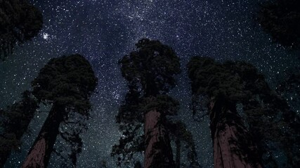 Wall Mural - night sky in the forest with sequoia trees