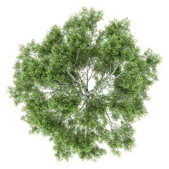 png real birch tree foliage view top.