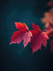 close-up of red leaf
